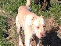 cane corso